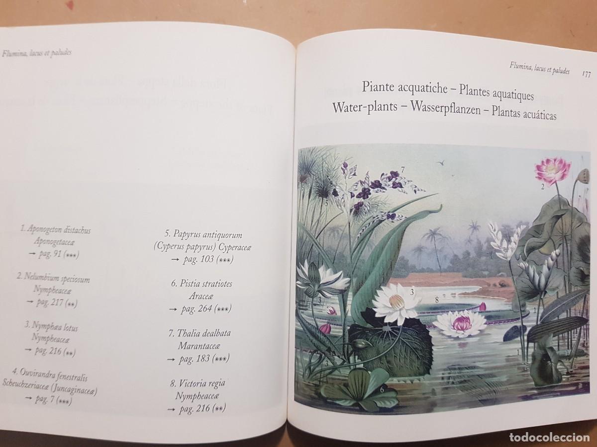 Libros: FLORA - GOVANNI SANTI-MASSINI - H.KLICZKOWSKI - EN 5 IDIOMAS (ILUST) - Foto 11
