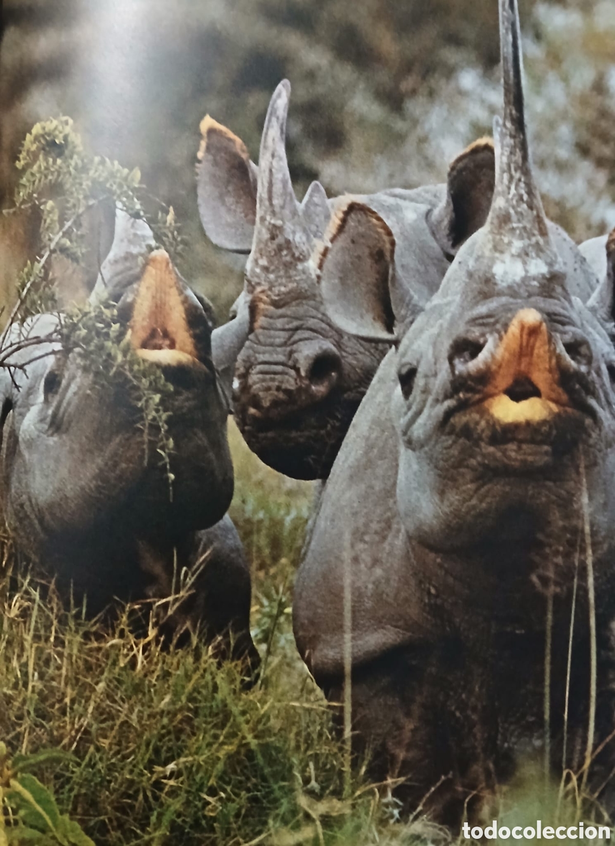 Libros: El gran libro de la caza - Foto 7