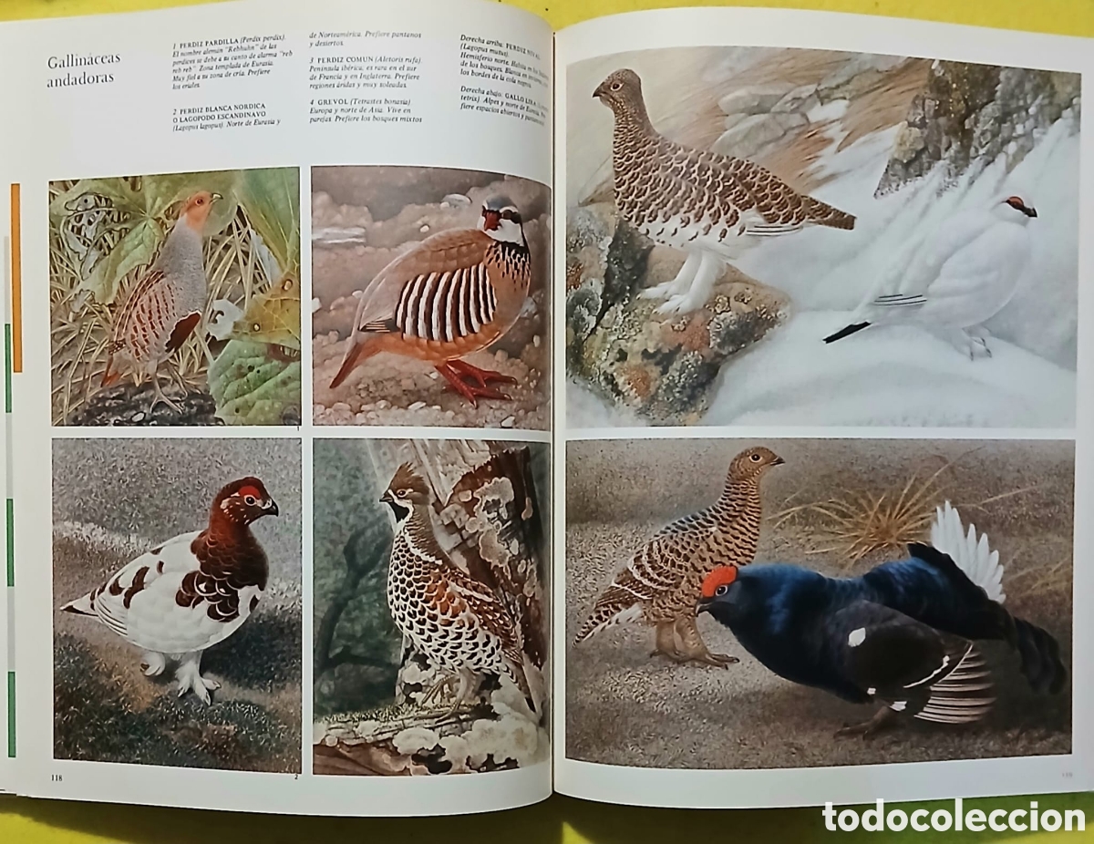 Libros: El gran libro de la caza - Foto 8