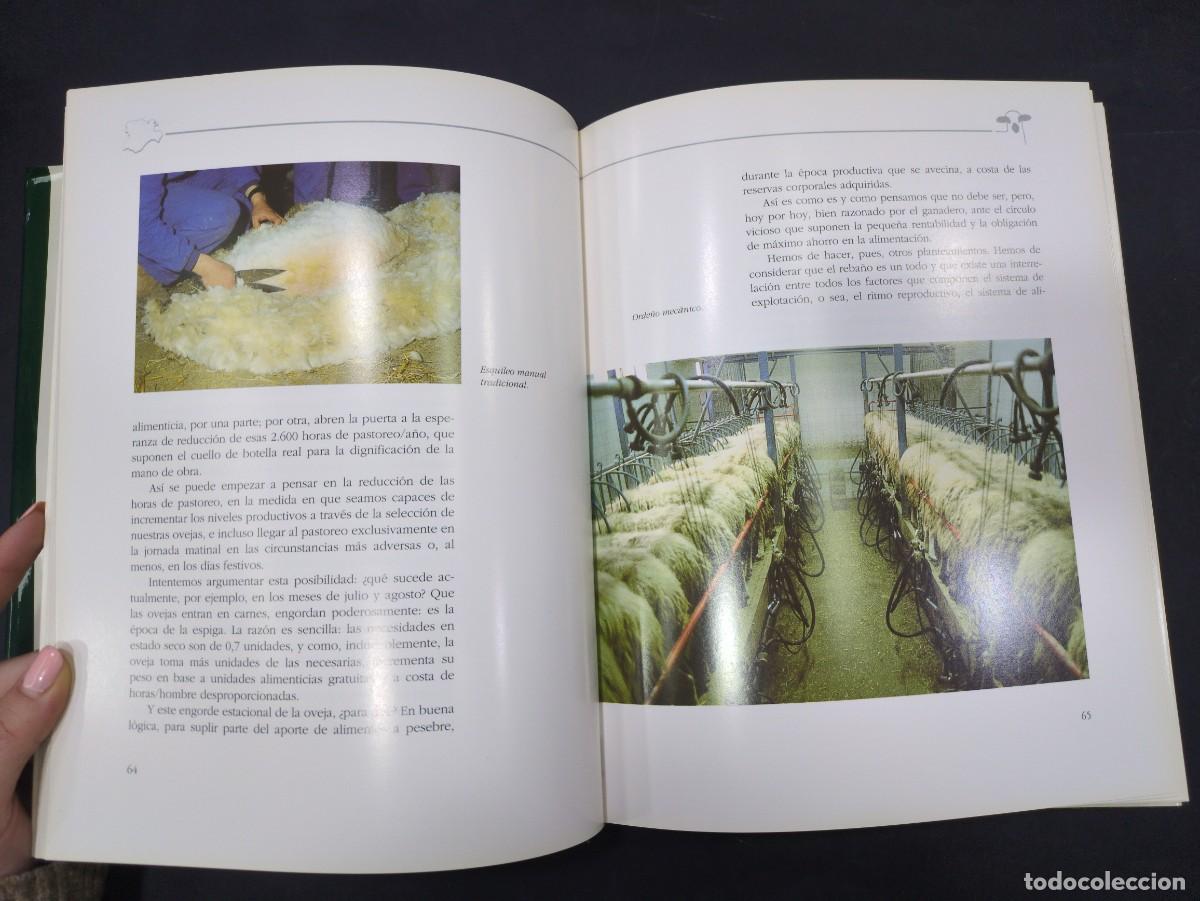Libros: La raza churra en Castilla y Le&oacute;n, Junta de Castilla y Le&oacute;n, 1991 - Foto 3