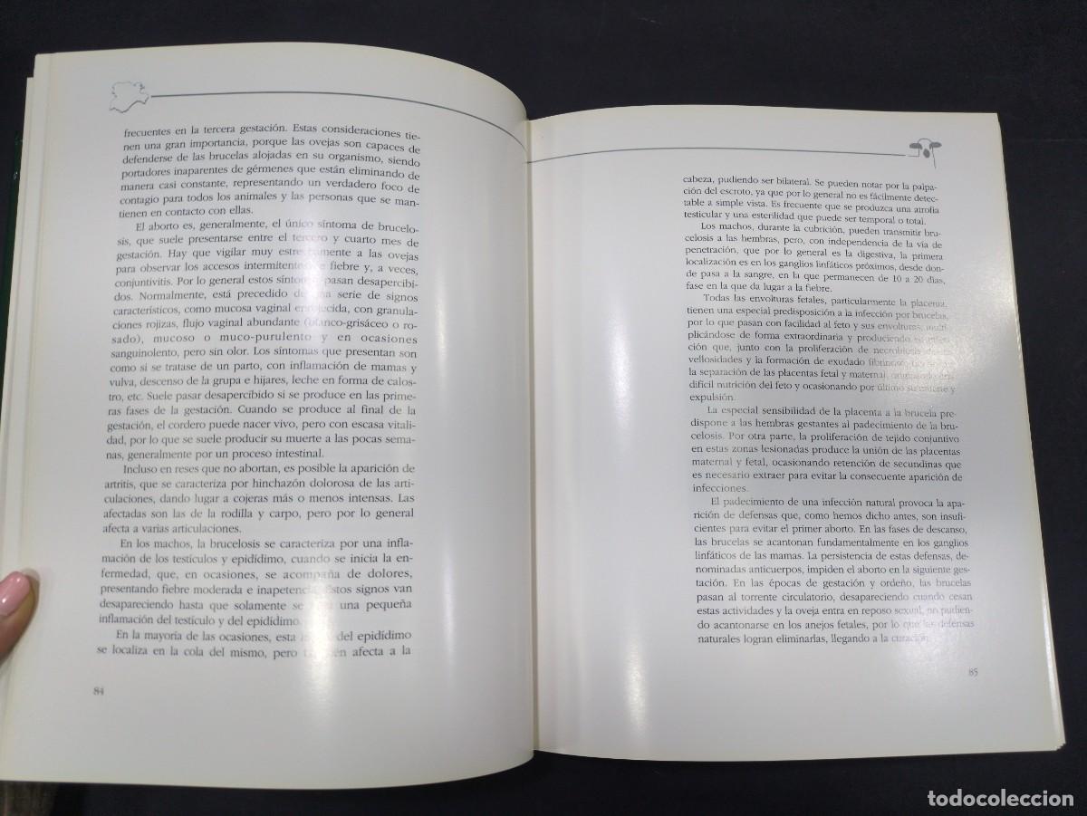 Libros: La raza churra en Castilla y Le&oacute;n, Junta de Castilla y Le&oacute;n, 1991 - Foto 4