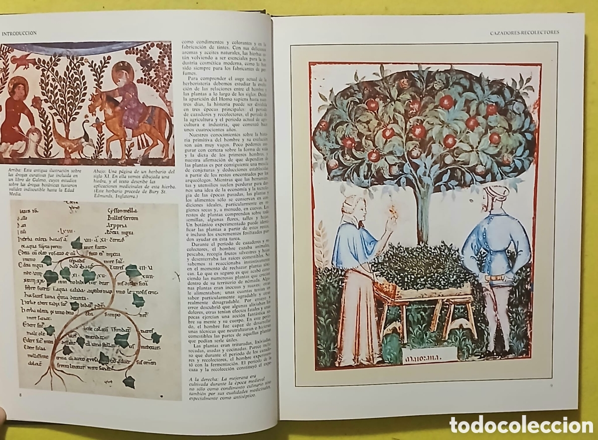 Libros: Enciclopedia de hierbas y herboristeria - Foto 5