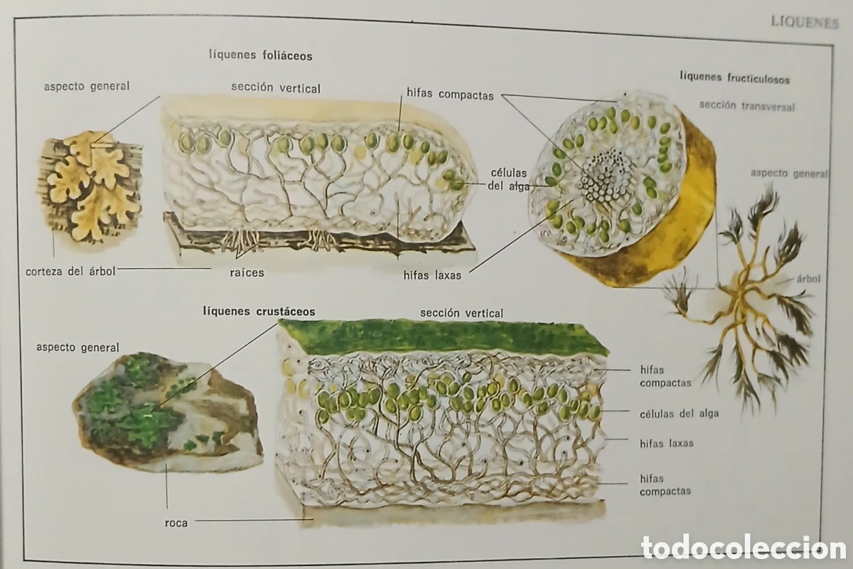 Libros: Enciclopedia de hierbas y herboristeria - Foto 6