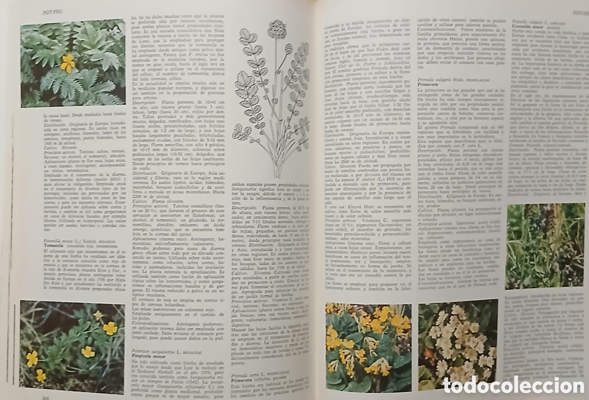 Libros: Enciclopedia de hierbas y herboristeria - Foto 8