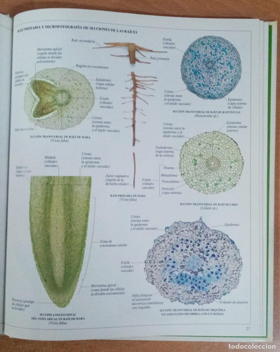 Libros: Diccionario visual altea de las plantas - VVAA - Foto 2