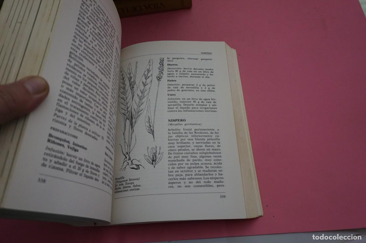 Libros: 9C/ ENCICLOPEDIA DE LAS HIERBAS MEDICINALES - TINA CECCHINI / EDITORIAL DE VECCHI - Foto 4
