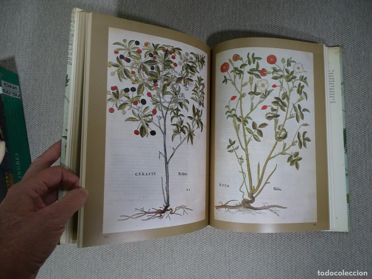 Libros: Wilfrid Blunt, Sandra Raphael: The illustrated herbal. Libro en ingl&eacute;s - Foto 8