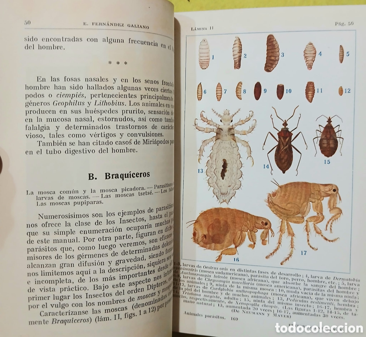 Libros: Los animales par&aacute;sitos - Foto 3
