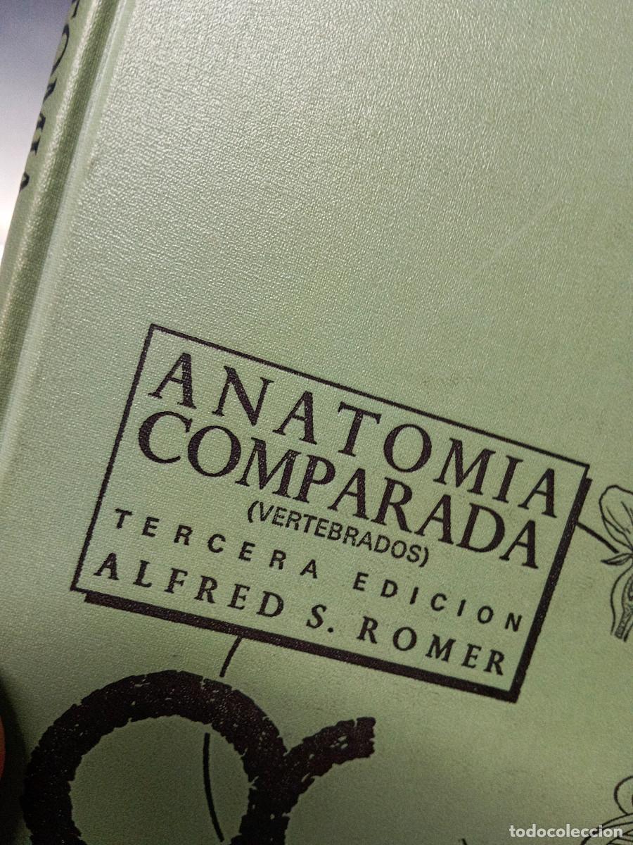 Libros: libro, Anatom&iacute;a comparada Alfred S.Romer, Editorial: Interamericana, M&eacute;xico, 1966 - Foto 2