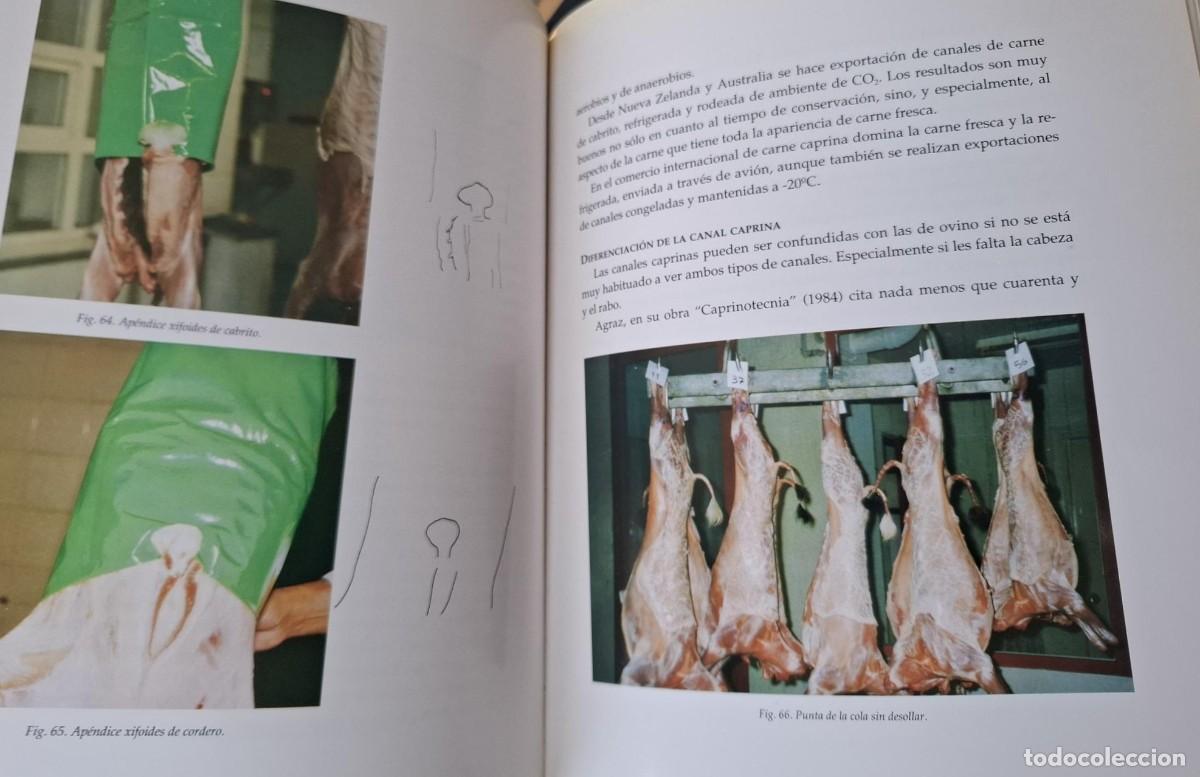 Libros: Emilio Ojeda Sahag&uacute;n - EL CABRITO LECHAL - Foto 5