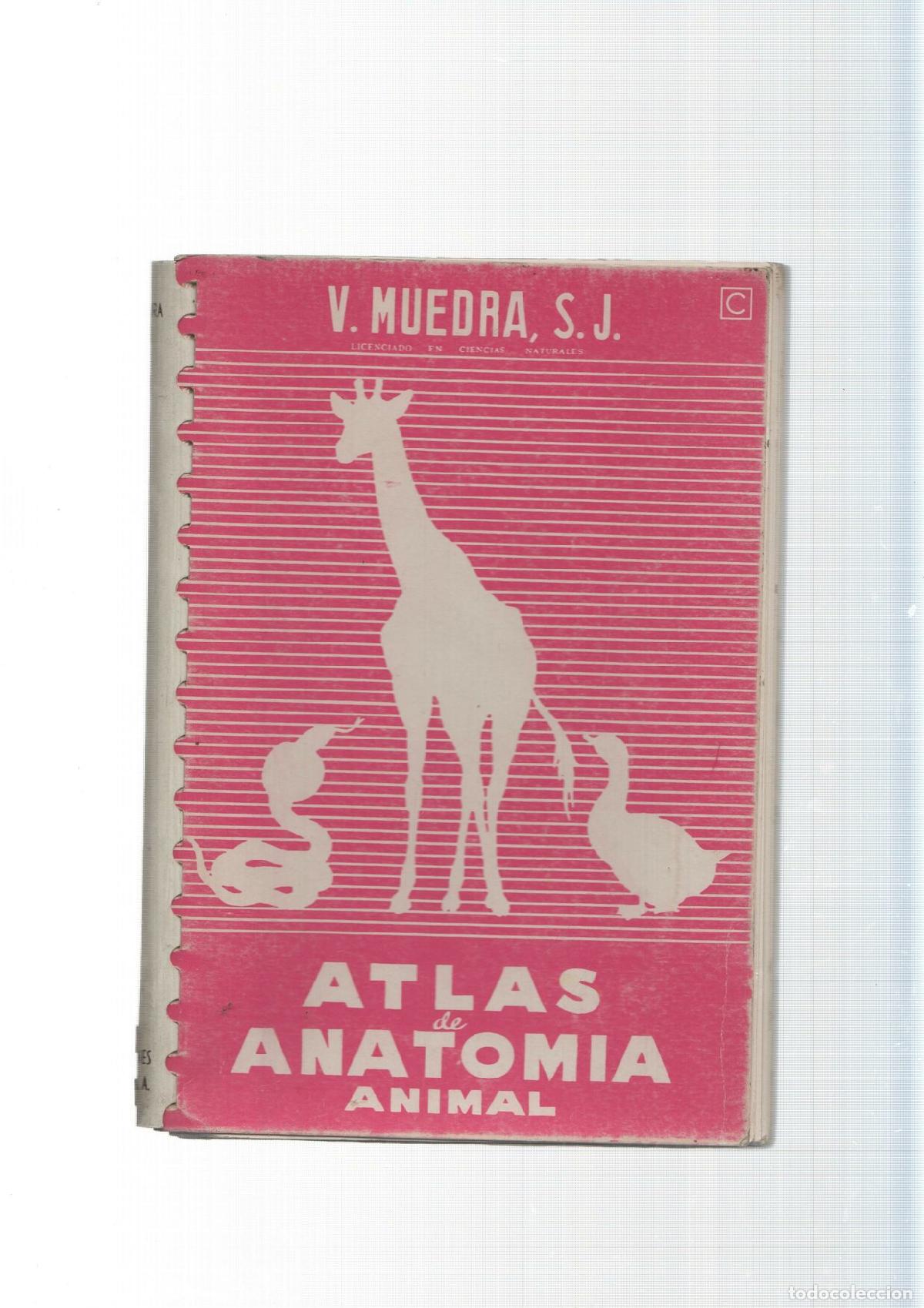 Libri di seconda mano: Atlas de anatomia animal - V.Muedra S.J