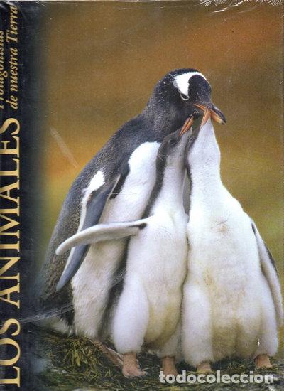 Libros: Los animales, protagonistas de nuestra tierra: Regiones polares- 9788484472643