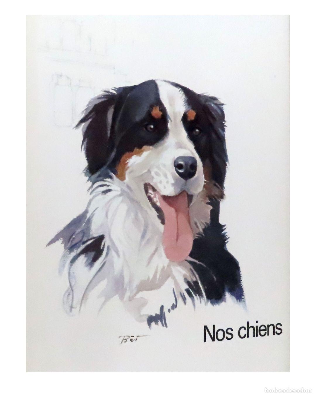 Nos chiens - Seiferle Eugen, B&auml;r Willy E