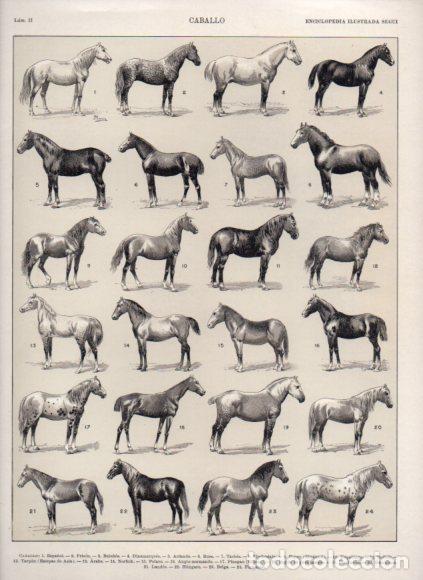 Libros: LAMINA V53485: Tipos de caballo. Enciclopedia Segui - Varios