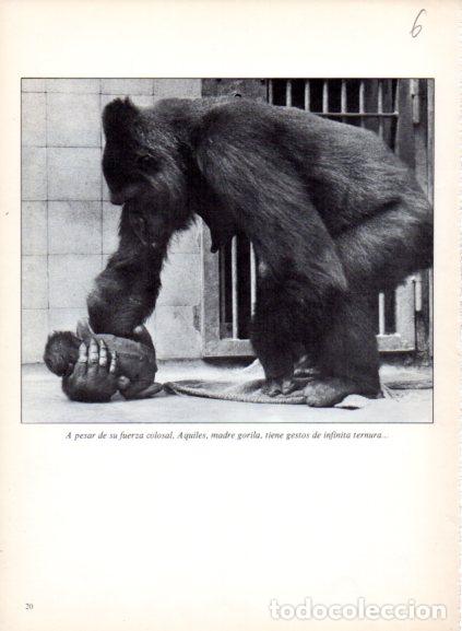 Libri di seconda mano: LAMINA V53658: Gorila con su cria. Foto Parimage