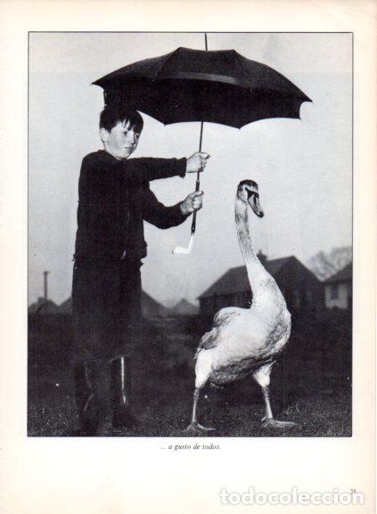 Libros: LAMINA V53661: Ni&ntilde;o con paraguas junto a un cisne. Foto Fox