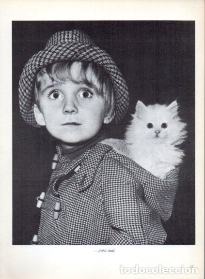 Livros em segunda m&atilde;o: LAMINA V53662: Ni&ntilde;o con un gatito en su capucha. Foto Keystone