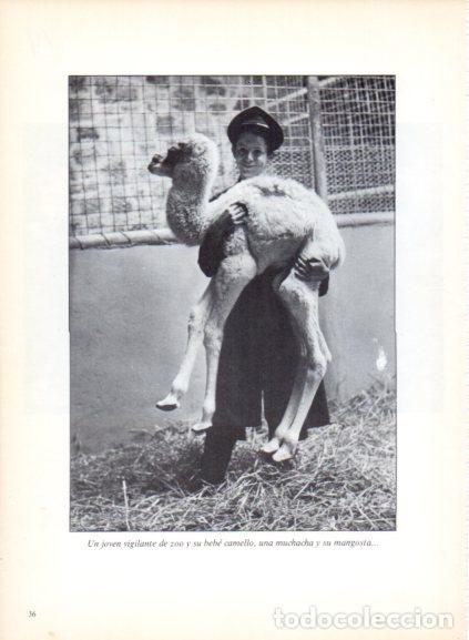 Libros: LAMINA V53666: Vigilante del zoo junto a un bebe camello. Foto Keystone
