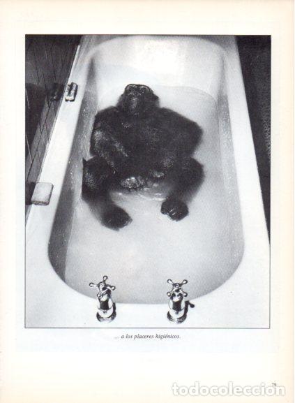 Libros: LAMINA V53688: Simio dentro de una ba&ntilde;era. Foto John Dodge