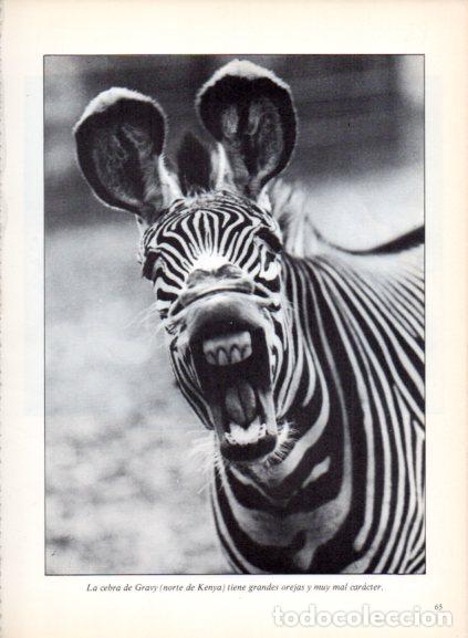 Livres: LAMINA V53681: Cebra de Grevy. Foto Parimage