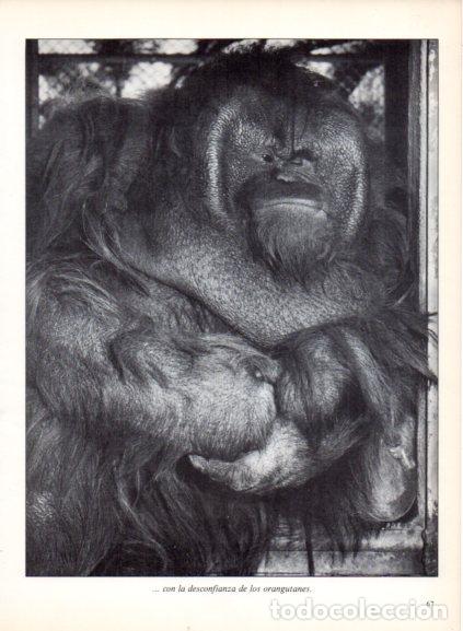 Libros: LAMINA V53682: Orangutan. Foto Keystone