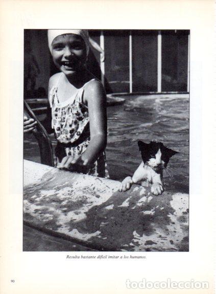 Libri di seconda mano: LAMINA V53693: Ni&ntilde;a y gato al borde de una piscina. Foto Holmes-Lebel