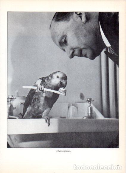 books: LAMINA V53686: Loro con un cepillo de dientes. Foto Keystone