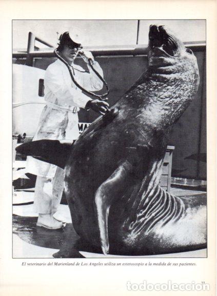 Libri di seconda mano: LAMINA V53687: Elefante marino auscultado por su veterinario en Marienland Los Angeles. Foto Keyston
