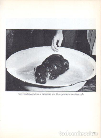 Libri di seconda mano: LAMINA V53691: Hipopotamo bebe en su primer ba&ntilde;o. Foto Keystone