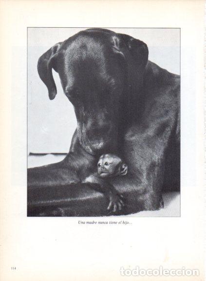 Libri di seconda mano: LAMINA V53703: Perra abrazando a su cria. Foto John Dodge
