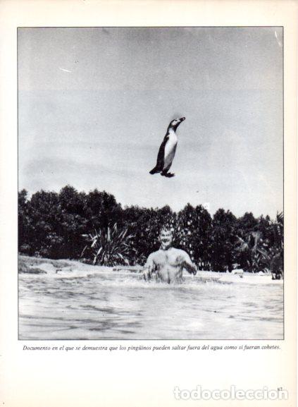 B&uuml;cher: LAMINA V53692: Ping&uuml;ino saltando fuera del agua. Foto Holmes-Lebel
