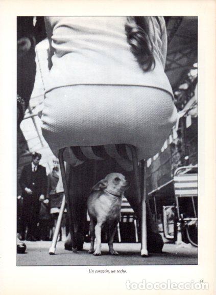 Libros: LAMINA V53696: Chihuahua bajo un silla. Foto Keystone