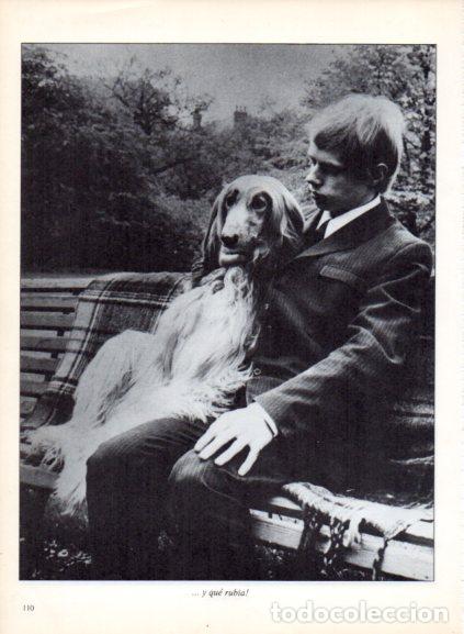 Libros: LAMINA V53708: Galgo afgano sentado junto a un hombre. Foto Apis