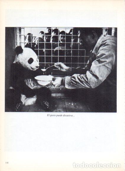 Livres: LAMINA V53701: Oso panda comiendo. Foto Magnum
