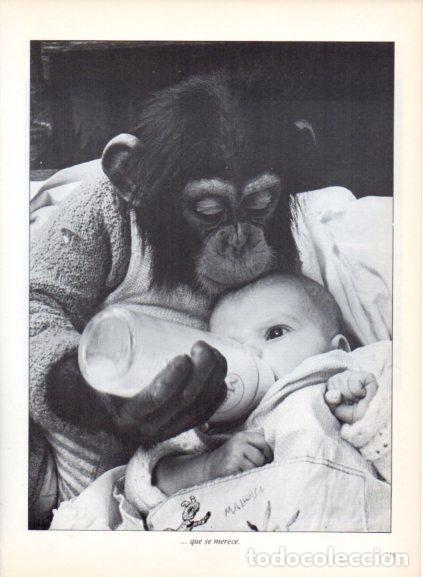 Libri di seconda mano: LAMINA V53702: Chimpance dando el biberon a un bebe. Foto Parimage