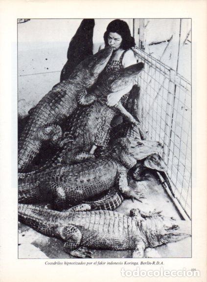 Libri di seconda mano: LAMINA V53706: Cocodrilos hipnotizados por fakir Koringa. Foto Keystone