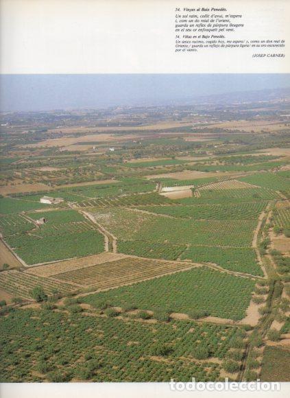 B&uuml;cher: LAMINA V53526: Vinyes / Vi&ntilde;as Baix Penedes, Tarragona
