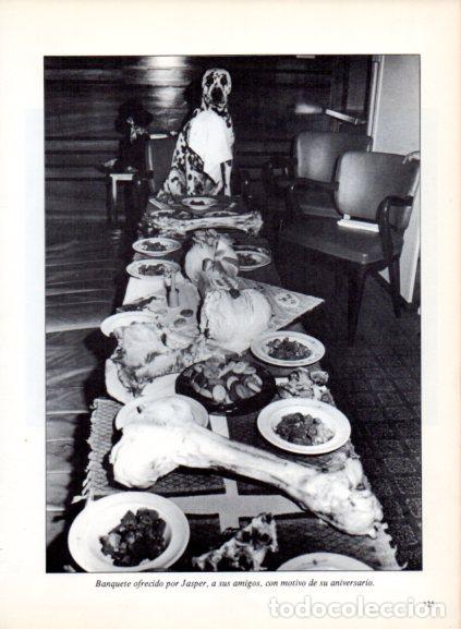 Livres: LAMINA V53711: Perro ante una mesa llena de comida. Foto Keystone