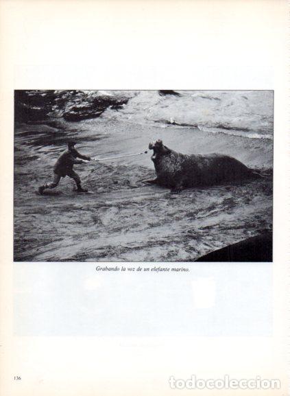 Libri di seconda mano: LAMINA V53716: Grabando la voz a un elefante marino.Foto Rapho