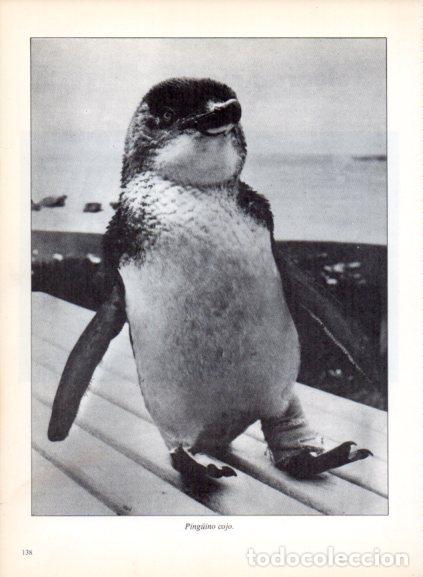 Libri di seconda mano: LAMINA V53717: Ping&uuml;ino cojo.