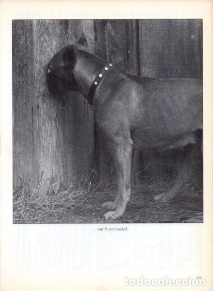 Libros: LAMINA V53722: Perro con la cabeza en un agujero. Foto Wade Anderson
