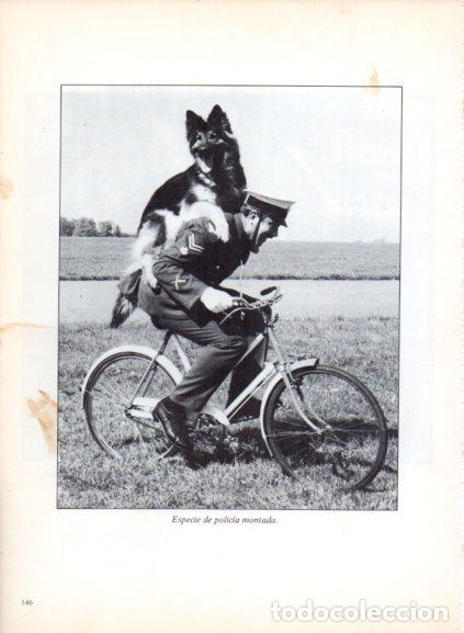 Libros: LAMINA V53721: Perro sobre un policia en bicicleta. Foto Keystone