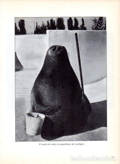 Livres: LAMINA V53694: Foca con un cubo. Foto Rapho