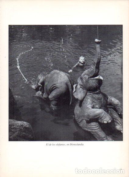 Livres: LAMINA V53655: Elefantes en Disneylandia. Foto agencia Holmes-Level