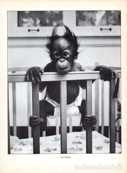 Livres: LAMINA V53660: Bebe primate en una cuna. Foto Rapho