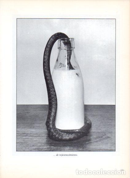 Livres: LAMINA V53699: Serpiente en una botella de leche. Foto Paul Kaye