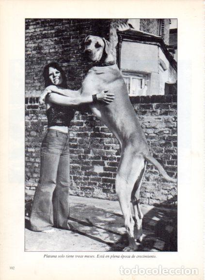 Livres: LAMINA V53704: Dogo / Gran danes abrazando a una mujer. Foto Agip