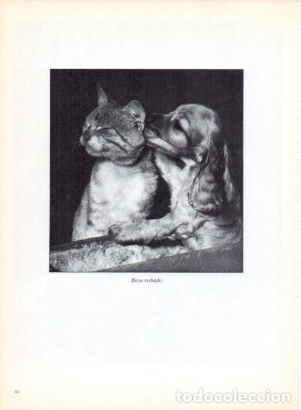 Livres: LAMINA V53670: Perro besando a un gato. Foto Rapho