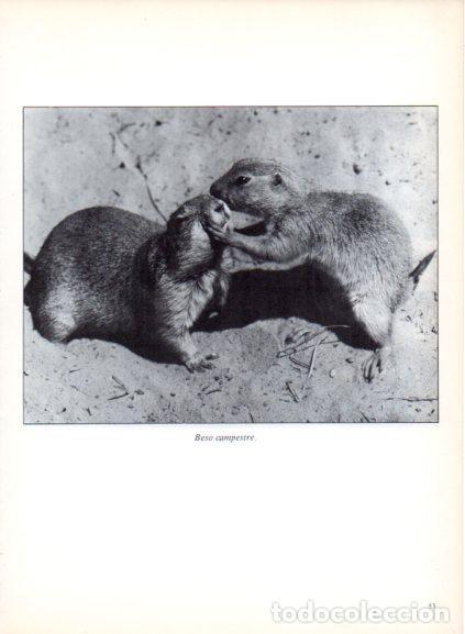 Livres: LAMINA V53675: Perritos de las praderas besandose. Foto Jacana