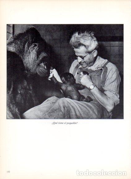 Livres: LAMINA V53714: Gorila junto a su bebe . Foto Holmes-Lebel